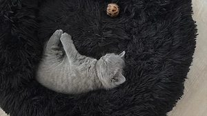 Wunderschöne BKH Kitten 