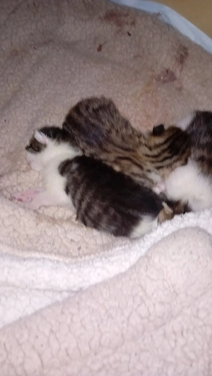 Babykatzen