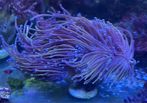 Euphyllia NY Knicks - 6 Köpfe