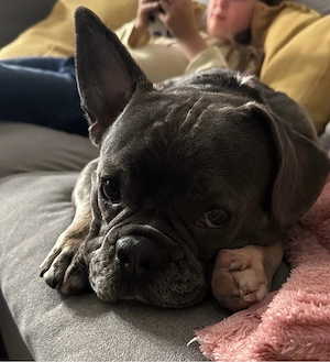 französische Bulldogge 2 jahre sehr lieb kastriert 