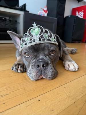 Französische Bulldogge Rüde 2 Jahre sehr lieb