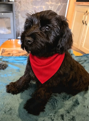 Zwergschnauzer schwarz 