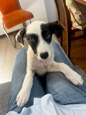 Goldige Melba sucht ihr eigenes Körbchen Bild 4