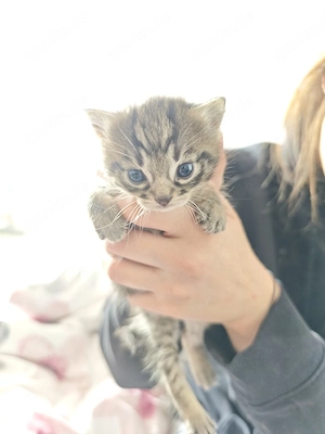 Zuckersüßes Kitten