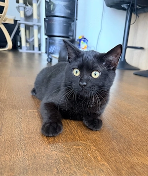 Süßes BKH-Kitten sucht liebevolles Zuhause