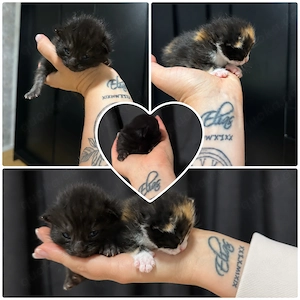 Maine Coon Mix Kitten 