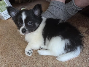 zwergspitz Chihuahua Welpen 