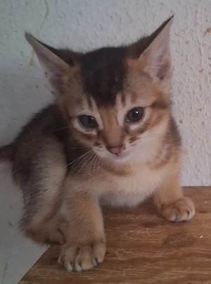  2 Katerchen suchen ihr zuhause 10wochen