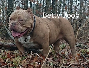 wonderschone micro exotic american bully rude abkc 