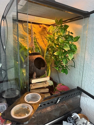 kronengecko mit terrarium Bild 4
