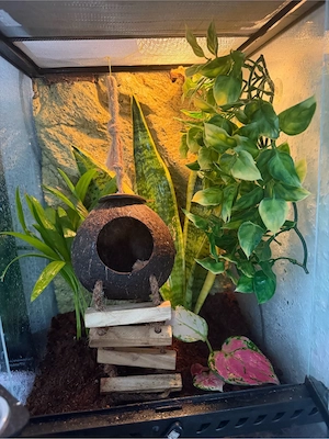 kronengecko mit terrarium Bild 2