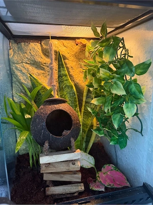 kronengecko mit terrarium Bild 3
