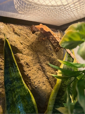 kronengecko mit terrarium Bild 5