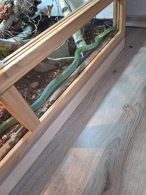 1.0 Asiatische Spitznasennatter