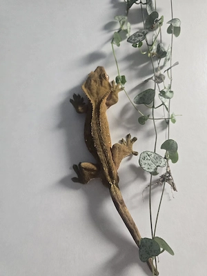 Kronengecko 1.0 Correlophus ciliatus