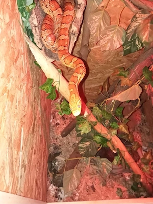 2 kronnattern mit terrarium  Bild 3