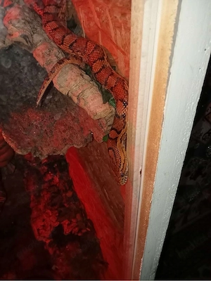 2 kronnattern mit terrarium  Bild 2
