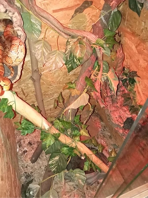 2 kronnattern mit terrarium  Bild 4