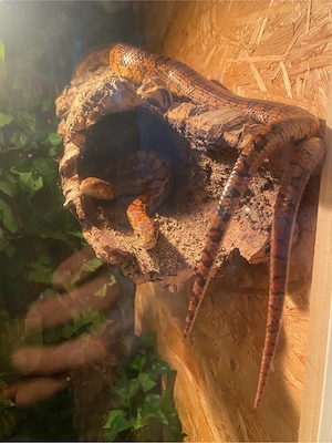 2 kronnattern mit terrarium 