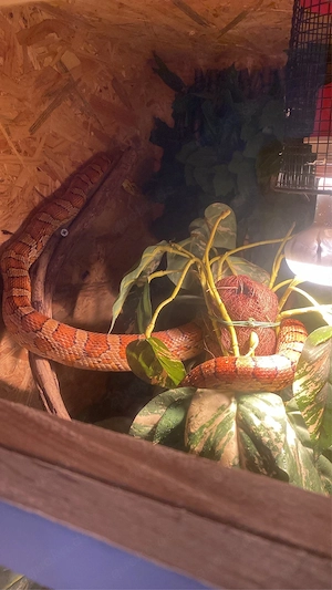 2 kronnattern mit terrarium  Bild 5