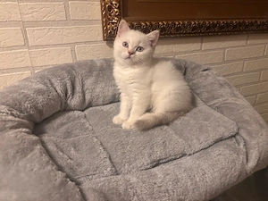 Süßes Kitten sucht ein liebevolles Zuhause