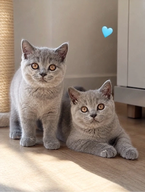 2 BKH Kitten suchen ein neues Zuhause    