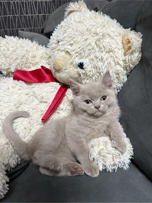Britisch-Kurzhaar-Kater (BKH) 