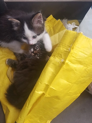 Maine-Coon-Mischlingskätzchen aus liebevoller Privathaltung Männlich Bild 2