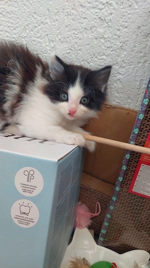 Maine-Coon-Mischlingskätzchen aus liebevoller Privathaltung Männlich Bild 10