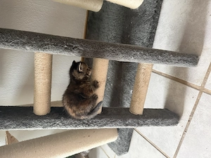 BKH Kitten, Katze, Britisch Kurzhaar 