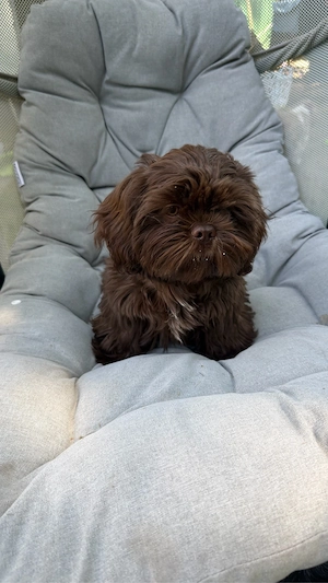 Shih tzu weibchen 5 Monate alt