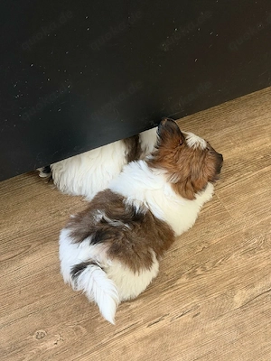 Biewer Yorkshire Terrier  Bild 2