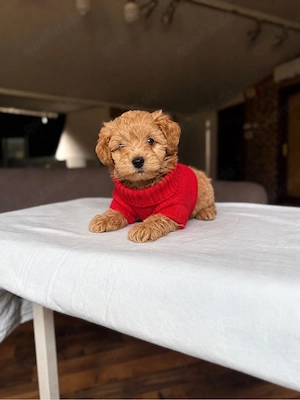 Maltipoo Welpe sucht neues zuhause  Bild 4