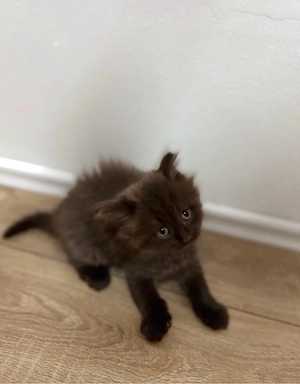 Kitten sucht ein neues zuhause
