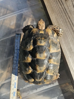 testudo graeca nabeulensis tunesische landschildkröte maurische weibchen