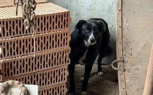 Dora sucht sehnsüchtig ihr eigenes Zuhause Bild 3