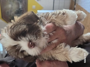 Lhasa Apso Welpen 