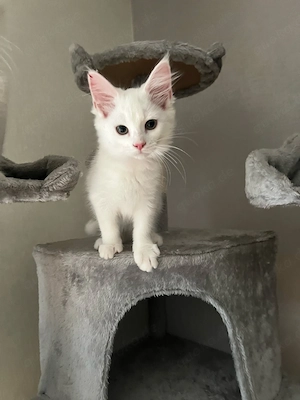 Maine Coon Heilige Birma
