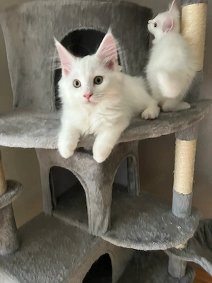 Maine Coon 