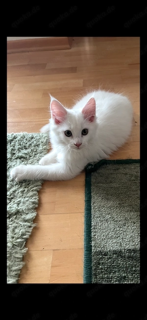 Maine Coon 