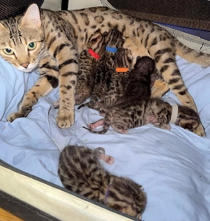 Bengal Kitten aus registrierter Zucht mit Stammbaum, geboren am 23.05.2026