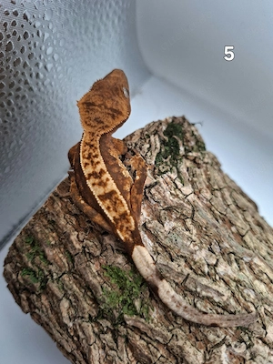 Correlophus ciliatus  