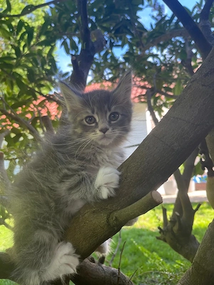 Zuckersüße Maine Coon Kitten, Katzenbabys