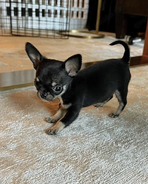 Chihuahua-welpen 
