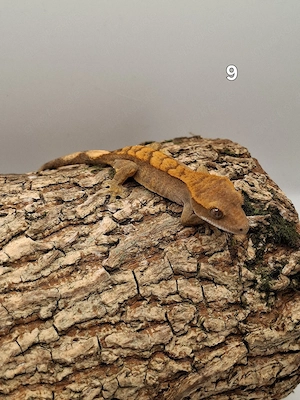  Correlophus ciliatus 