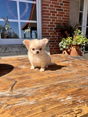 Chihuahua Welpe Rüde Langhasr