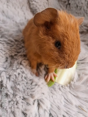 Zauberhafte Meerschweinchen suchen...