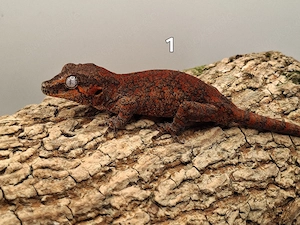 Rhacodactylus Auriculatus 
