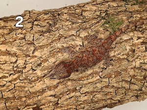 Rhacodactylus Auriculatus 