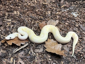 königspython - weibchen - Super Pastel Lesser Fire Stranger Clown 